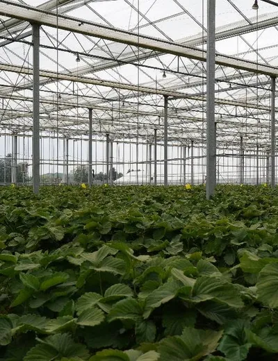 Binnenzicht van de serre waar de Familie Weckx aardbeien telt