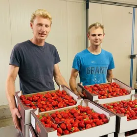 Stijn en Stef Weckx — de broers achter de aardbeienteelt