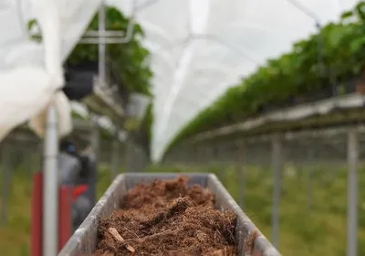 Stap 1: de grond klaarmaken voor de aardbeienplanten