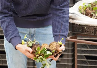 Stap 2: het planten van jonge aardbeiplantjes