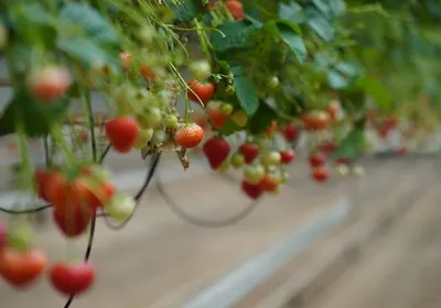 Stap 3: water geven en wachten tot de aardbeien rijpen